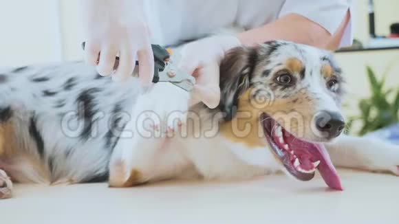 狗指甲修剪兽医在兽医诊所割下狗爪子视频的预览图