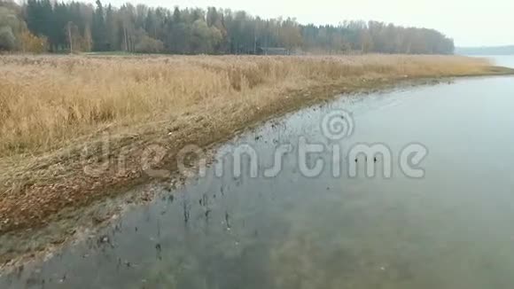 芦苇湖在秋天视频的预览图