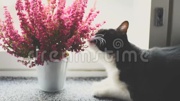 黑白猫吃植物视频的预览图