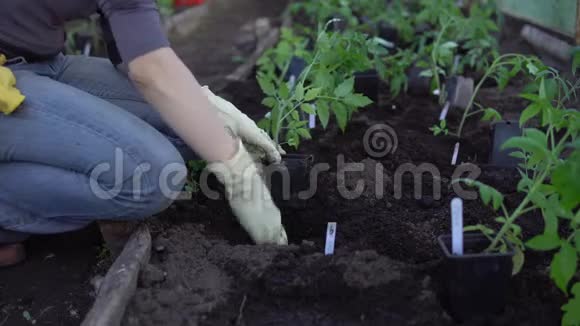 农民种西红柿视频的预览图