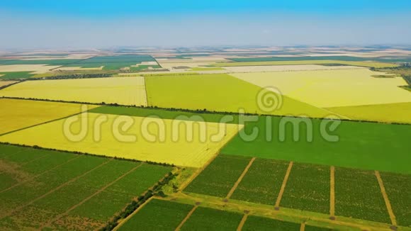 乌克兰美丽的田野和葡萄园视频的预览图