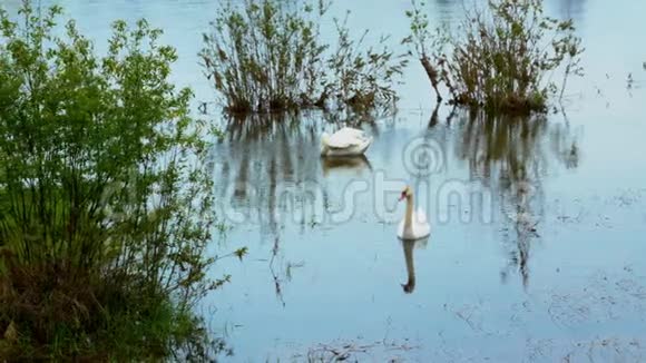 美丽的湖岸有一双白色的静音天鹅天鹅游泳和美容视频的预览图