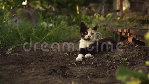 可爱的多色小猫躺在花园的地面上在夕阳的灯光下毛茸茸的宠物舒适地安顿在大自然中视频的预览图