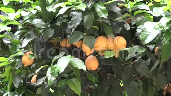 树中的柠檬希腊的柠檬园健康水果的分支视频的预览图
