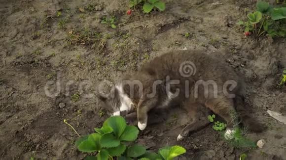 可爱的灰猫躺在花园的地面上在夕阳的灯光下毛茸茸的宠物在大自然中洗澡视频的预览图