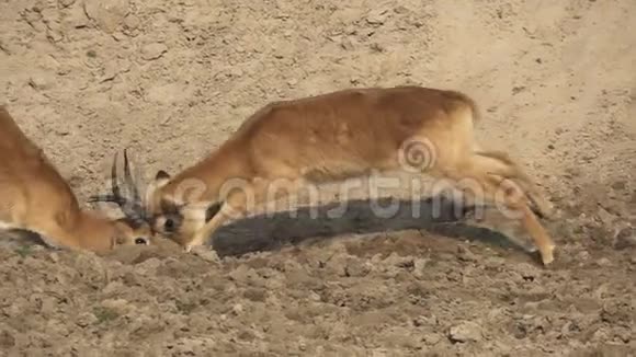 在慢运动中战斗的雄性普库羚羊的轮廓图视频的预览图