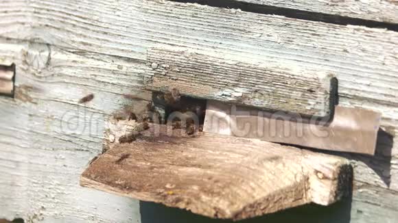 木制的蜂巢入口有飞蜂视频的预览图