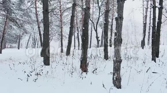 在森林里的雪树梢上的风景在寒冷的冬季景观中高大的云杉树覆盖着雪视频的预览图