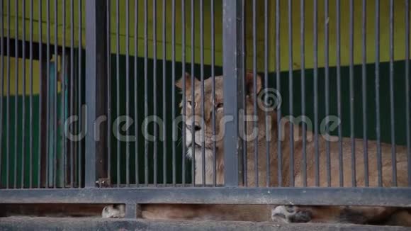 动物园笼子里的猎豹视频的预览图