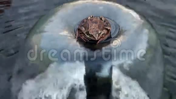 喷泉上的青蛙视频的预览图