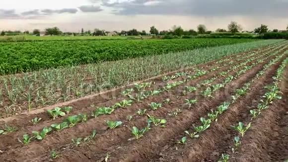 在阳光明媚的一天在农场种植青椒韭菜和卷心菜种植有机蔬菜环保产品视频的预览图