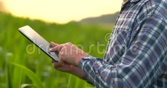 镜头耀斑的特写农民手拿平板电脑触摸和检查玉米地的叶子视频的预览图