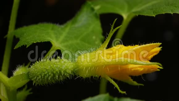 开花黄瓜时间推移蔬菜生长在开花的灌木上在温室里种黄瓜花园生意视频的预览图