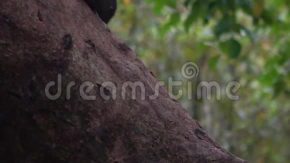 一只可爱的小猫松鼠在树枝上行走感到好奇视频的预览图