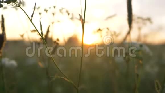 夕阳西下的野花在乡村慢悠悠的运动视频的预览图