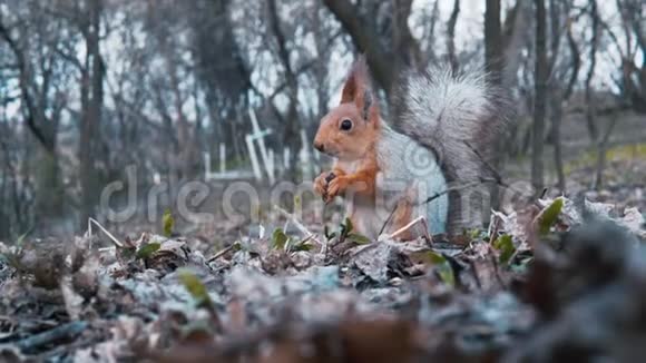 现场拍摄松鼠在森林里吃坚果野外手持射击视频的预览图