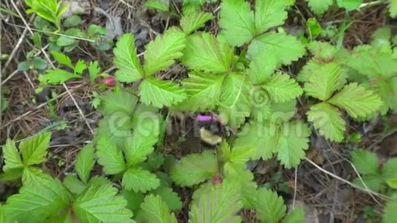 大黄蜂授粉的开花Rubus北极视频的预览图