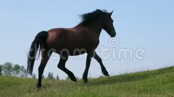 非常美丽优雅的棕马奔跑跳跃在田野上绿草如茵视频的预览图