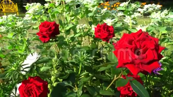 在城市花园里玫瑰视频的预览图