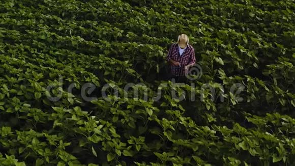 农夫在向日葵地上使用平板电脑智能农业概念视频的预览图