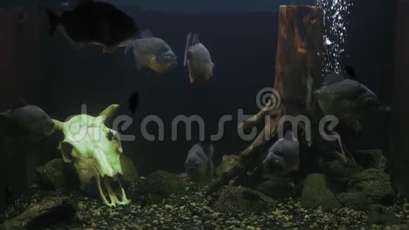 水族食人鱼视频的预览图