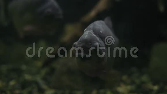 玻璃后面水族馆的PiranhaSerrasalmus食肉鱼类视频的预览图