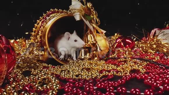 2020年白色和灰色皮毛的老鼠沿着新年装饰移动的象征视频的预览图