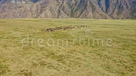 空中无人机的观点羊群喂养的草地在坐骑空中飞行在草地上的野羊群上空飞蝇视频的预览图