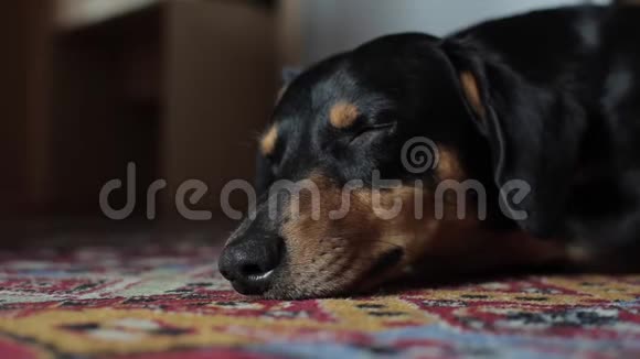 一只可爱的黑狗躺在红地毯上的近景视频的预览图
