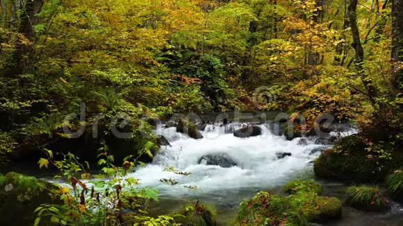在秋天的季节里在森林里绚丽多彩的树叶下奥拉西山溪流的景色流过视频的预览图