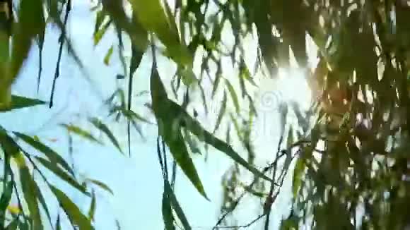 太阳在柳树上闪耀视频的预览图