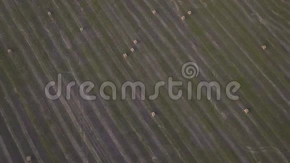 一个小岛在收割前有两棵漂亮的白桦树在麦田中央视频的预览图
