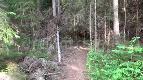 雨天漫步森林树林中的POV自然美景视频的预览图