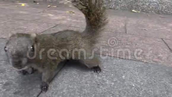 4KCutePallas一只松鼠在公园的沥青地上奔跑玩耍视频的预览图