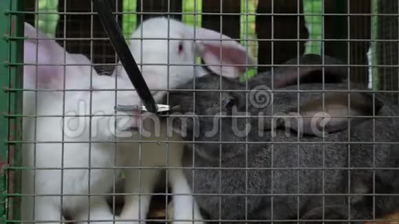 肉品种的兔子坐在笼子里视频的预览图