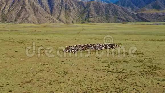 空中无人机的观点羊群喂养的草地在坐骑空中飞行在草地上的野羊群上空飞蝇视频的预览图