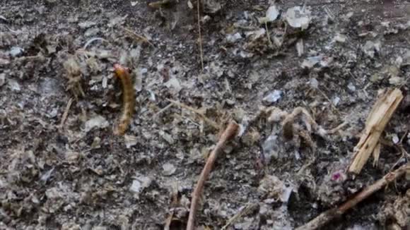 在地上发现的白虫幼虫超级蠕虫白虫在废料中传播视频的预览图