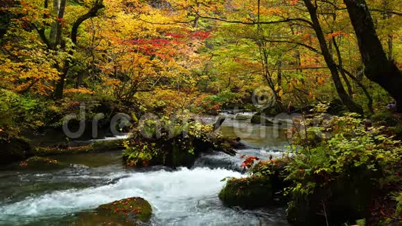 低矮美丽的依拉西山溪流穿过五彩缤纷的观叶林视频的预览图