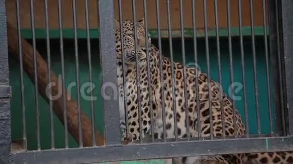 动物园笼子里的猎豹视频的预览图