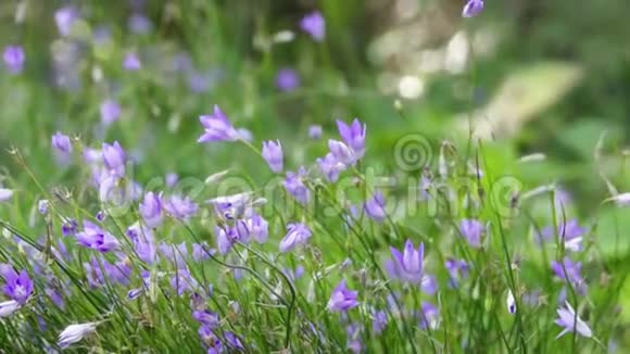 美丽的野生紫色花朵在微风中缓慢地运动春天来了新的一天开始了视频的预览图