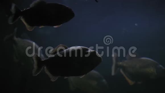底部观赏一群被捕食的鱼鱼食人鱼水族馆视频的预览图
