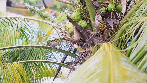 一只热带小鸟在藏在椰子树里的巢里喂小鸡视频的预览图