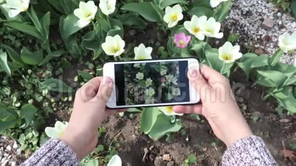 一个十几岁的男孩在春天的花园里用智能手机制作郁金香花的视频或照片视频的预览图