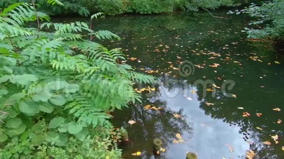 秋天湖畔的蕨类植物潘射视频的预览图