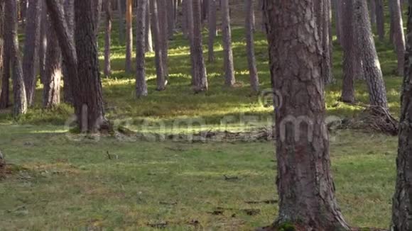 在秋天的季节在森林里看松树慌乱镜头自然环境视频的预览图