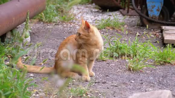 无家可归的野红猫在垃圾桶后场的垃圾填埋场上行走视频的预览图