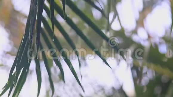 美丽的冥想热带雨幕保护与自然的声音棕榈叶视频的预览图