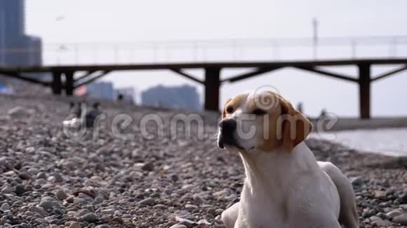 流浪狗躺在海边的石滩上饥饿狂野和不快乐的无家可归的狗视频的预览图