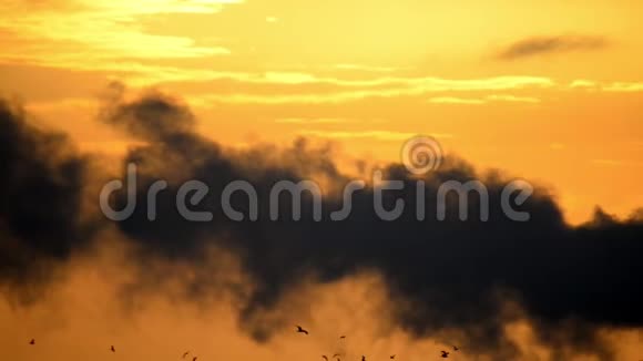 黑暗的鸟在黑色的烟雾中的轮廓与橙色的黎明天空视频的预览图