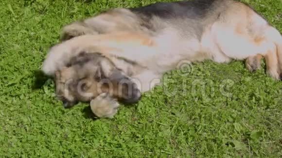 快乐的狗在草坪上视频的预览图